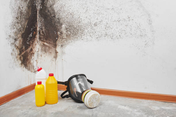 Best Bathroom Mold Remediation in Tehaleh, WA