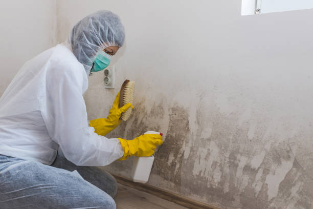 Best Mold Testing and Inspection Services in Tehaleh, WA