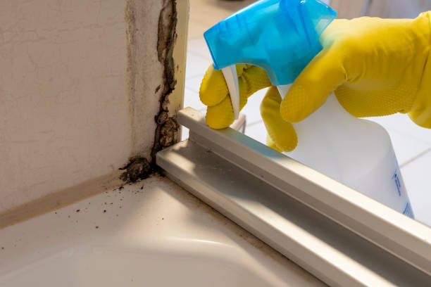 Best Black Mold Remediation in Tehaleh, WA