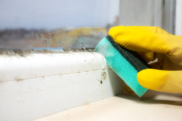Professional Mold Remediation in Tehaleh, WA
