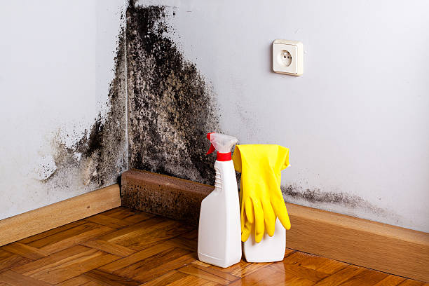 Best Post-Flood Mold Remediation in Tehaleh, WA