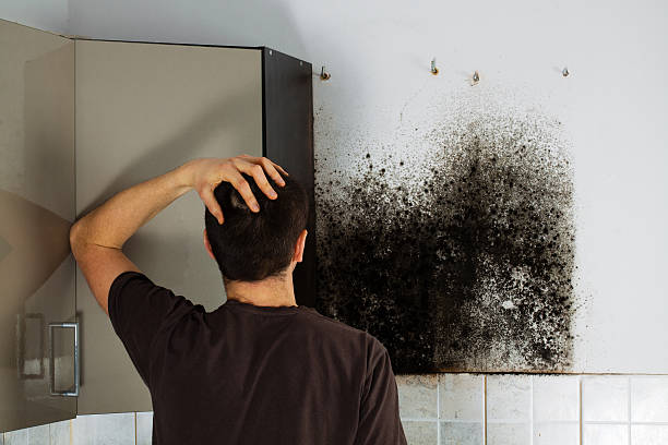 Best Basement Mold Remediation in Tehaleh, WA