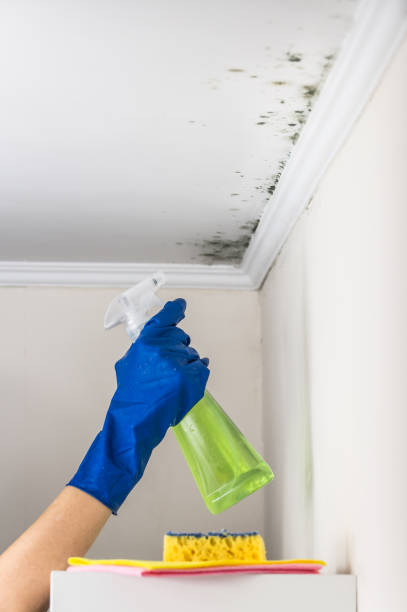 Best DIY Mold Remediation Support Services in Tehaleh, WA